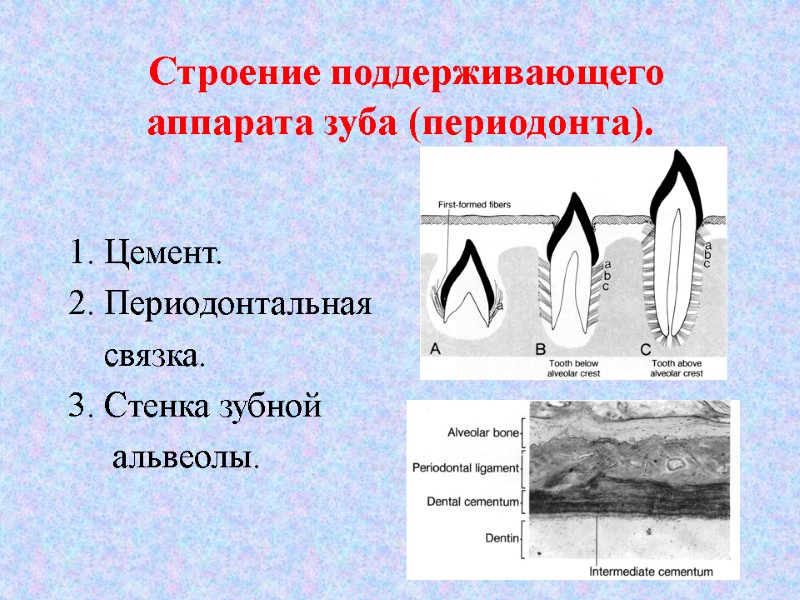 Строение поддерживающего аппарата зуба (периодонта).  1. Цемент. 2. Периодонтальная    